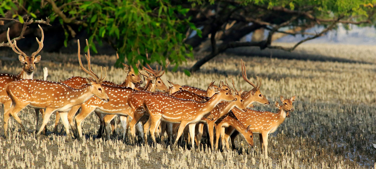 SUNDARBAN
