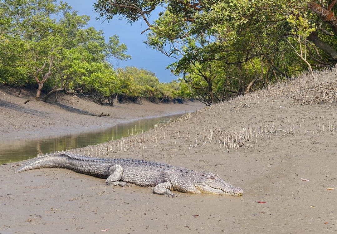 SUNDARBAN