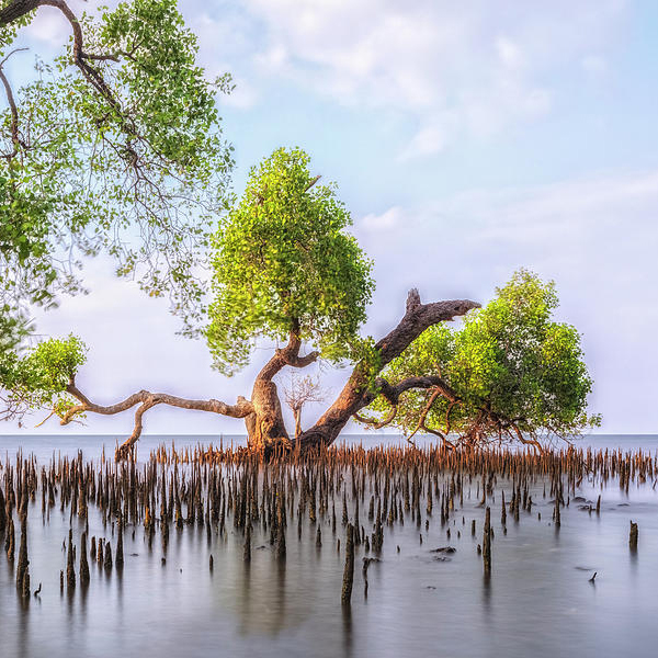 SUNDARBAN