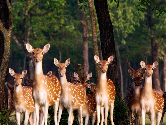 SUNDARBAN