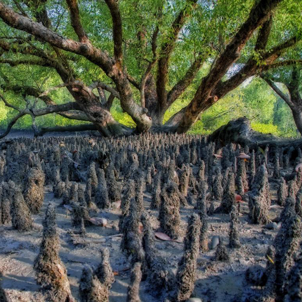 SUNDARBAN