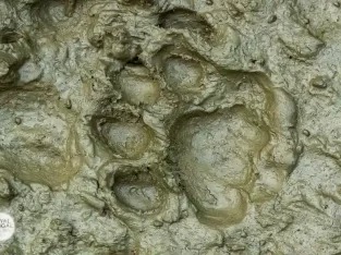 SUNDARBAN