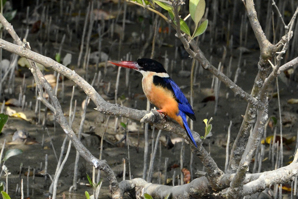 SUNDARBAN