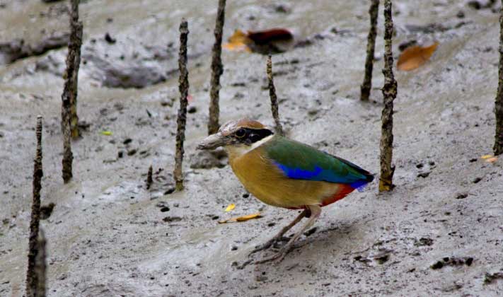 SUNDARBAN