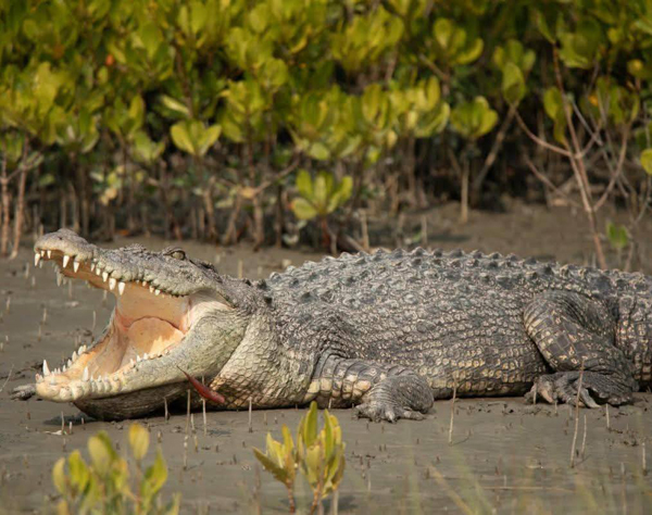 SUNDARBAN